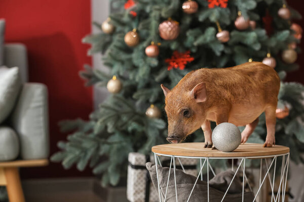 Cute little pig in room decorated for Christmas