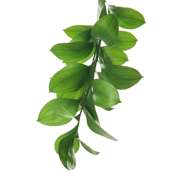 白い背景の上の熱帯植物の枝 — ストック写真