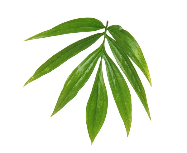 Πράσινα Τροπικά Φύλλα Λευκό Φόντο — Φωτογραφία Αρχείου