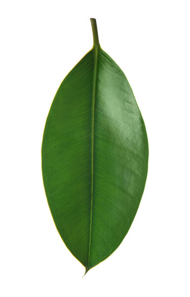 Green tropical leaf on white background