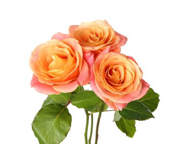 Beyaz arka planda güzel güller