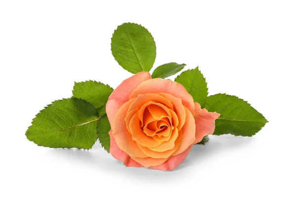 Beautiful Rose White Background — Stock Photo, Image