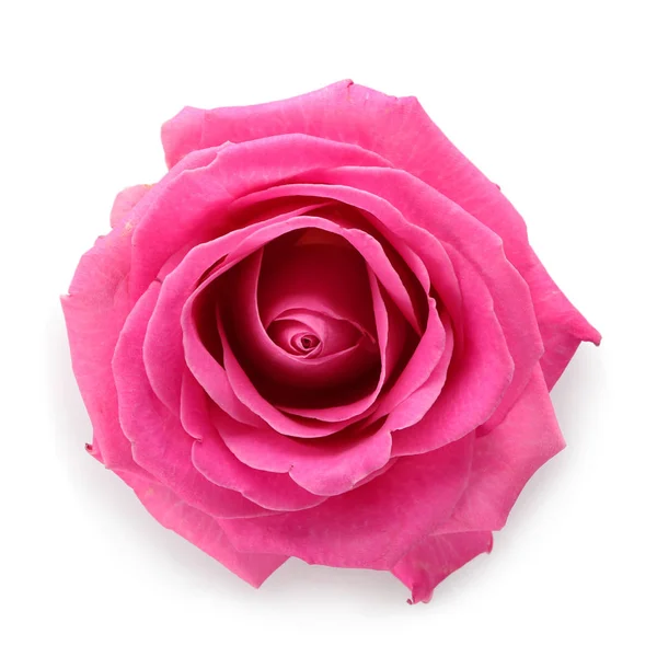 Beautiful Pink Rose White Background — Stock Photo, Image