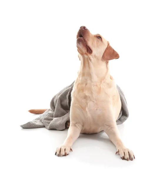 白い背景の上洗浄後タオルでかわいいラブラドル レトリーバー犬 — ストック写真