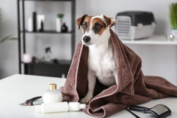 Cute Pies Myciu Salonie Uwodzenia — Zdjęcie stockowe