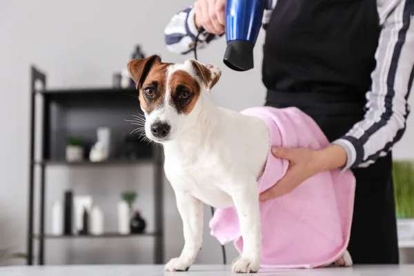 Mulher Groomer Secando Cabelo Cão Depois Lavar Salão — Fotografia de Stock