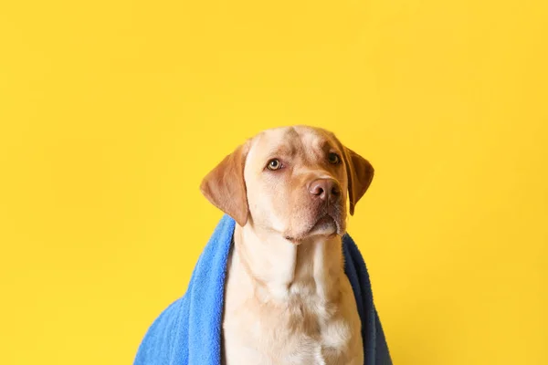 Ładny Pies Ręcznikiem Praniu Kolor Tła — Zdjęcie stockowe