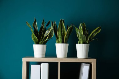Tencere houseplants raf oda ile
