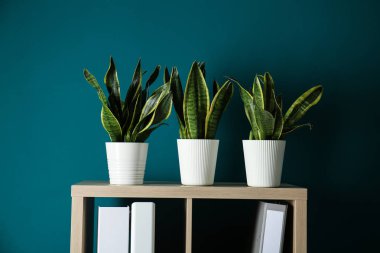 Pots with houseplants on shelf in room clipart
