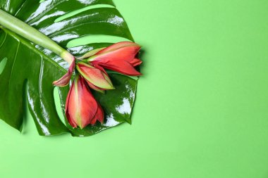 Yeşil tropikal yaprak ve çiçek renk arka plan üzerinde
