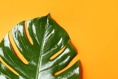 Renkli arkaplanda yeşil tropikal yaprak