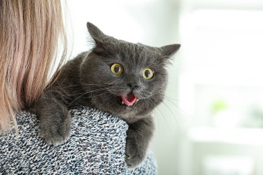 Ev sahibi ile sevimli Britanya ile ilgili stenografi kedi