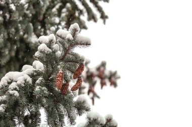 Karlı köknar ağacı açık havada