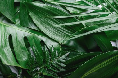 Birçok yeşil tropikal yaprak