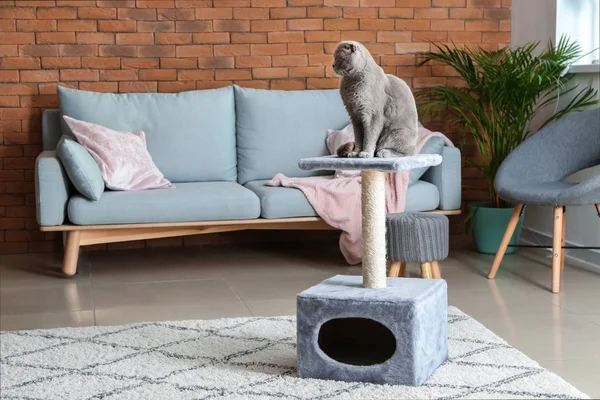 Cute Funny Cat Scratching Post Home — Stock Photo, Image