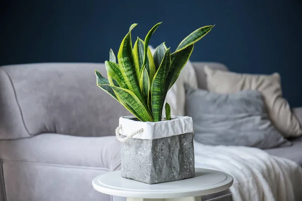 Green Houseplant Interior Modern Room — Stock Photo, Image