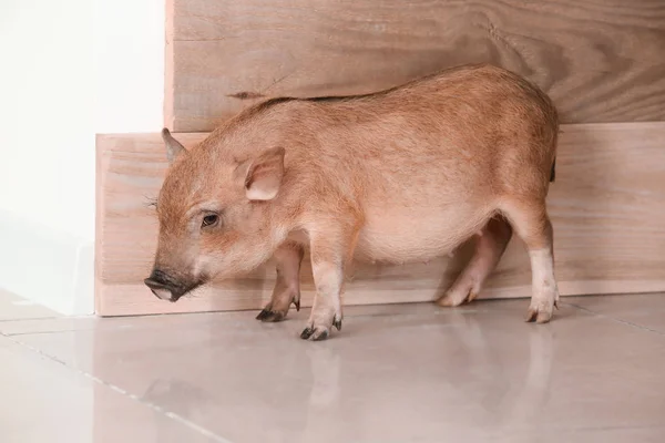 Cute little pig near wooden wall
