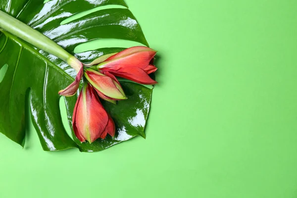 Green Tropical Leaf Flowers Color Background — Stock Photo, Image