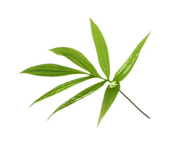 Folhas Tropicais Verdes Sobre Fundo Branco — Fotografia de Stock