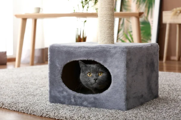 Cute British shorthair cat hiding in its house