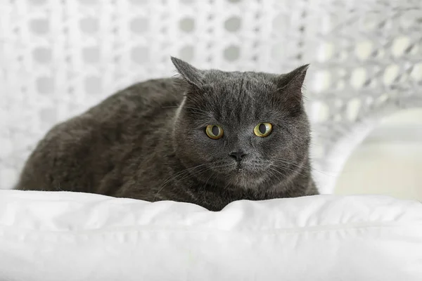 Cute British Shorthair Cat Lying Armchair — Stock Photo, Image