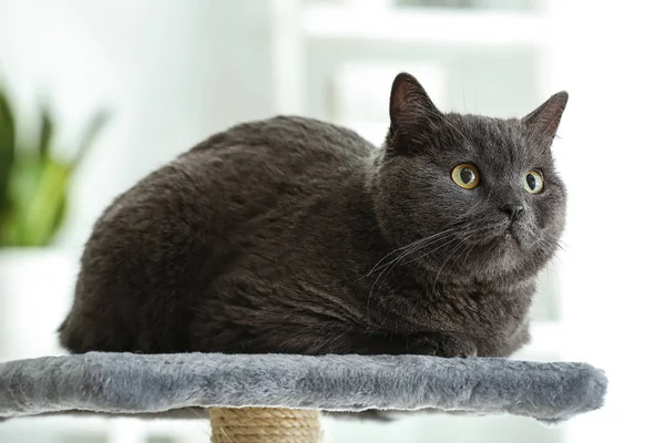 Cute British Shorthair Cat Scratching Post — Stock Photo, Image