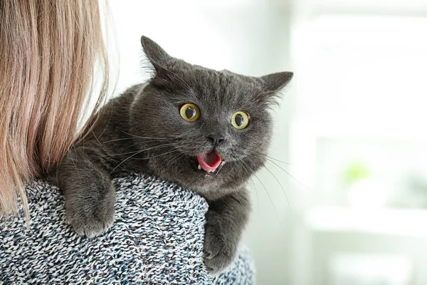 Schattig Brits Korthaar Kat Met Eigenaar Thuis — Stockfoto