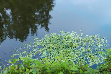 Güzel gölet Park yaz gününde