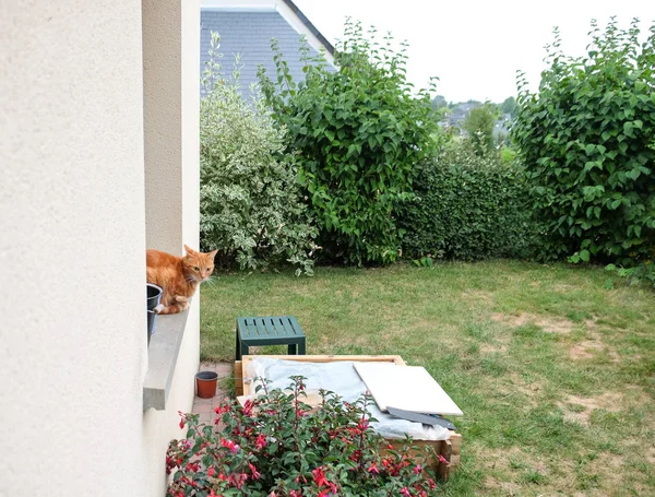 Chat Mignon Sur Rebord Fenêtre Maison Européenne Dans Campagne — Photo