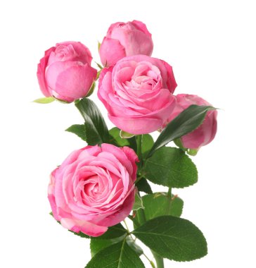 Beyaz arka planda güzel pembe güller