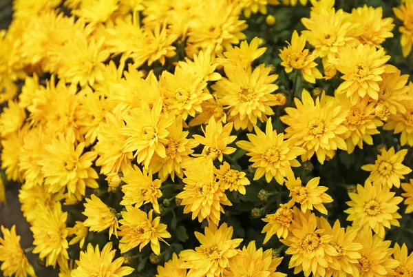 Plenty Beautiful Chrysanthemum Flowers — Stock Photo, Image