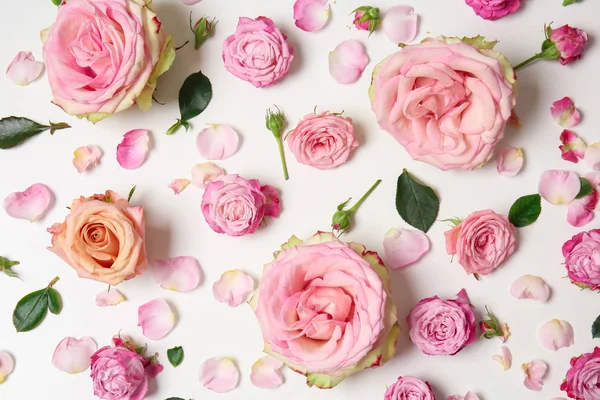 Hermosas Rosas Rosadas Sobre Fondo Blanco — Foto de Stock