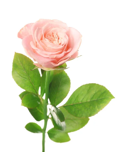 Beautiful Pink Rose White Background — Stock Photo, Image