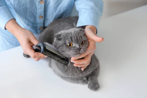 Female Groomer Brushing Cat Salon — Stock Photo, Image