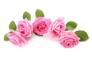 Beyaz arka planda güzel pembe güller