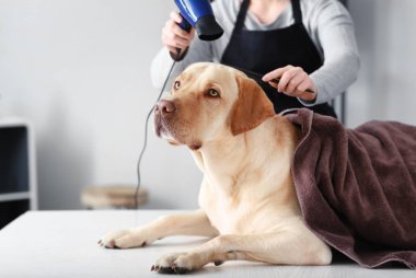 Kadın kuaför kuaförde yıkandıktan sonra köpek kılı kurutuyor.