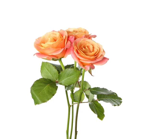 Beautiful Roses White Background — Stock Photo, Image