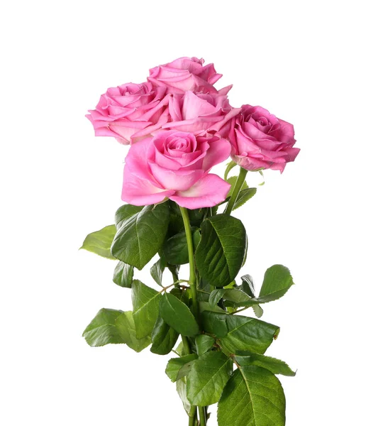 Beautiful Pink Roses White Background — Stock Photo, Image