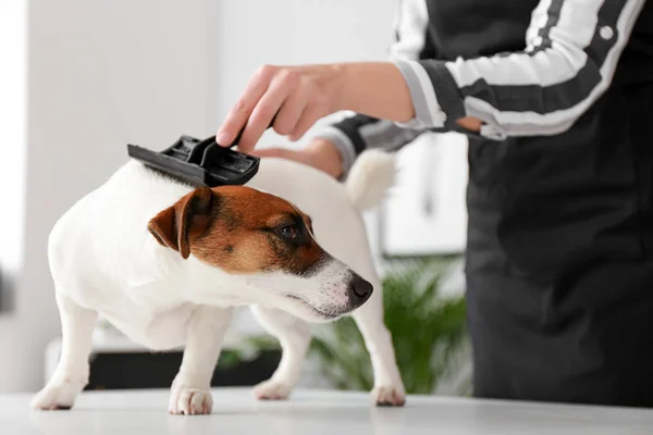 Female Groomer Brushing Dog Salon — Stock Photo, Image