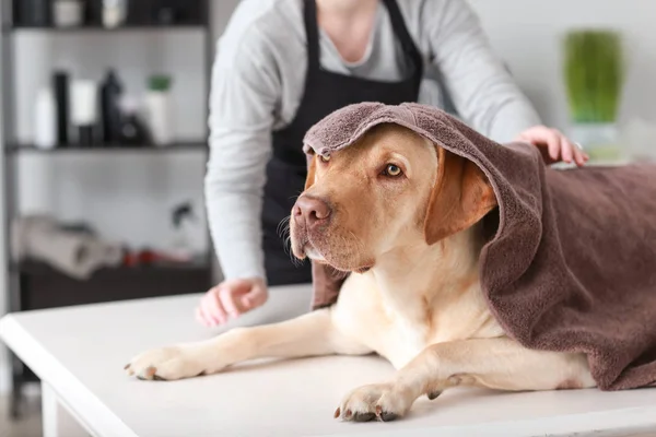 Cute Dog Washing Grooming Salon — Stock Photo, Image