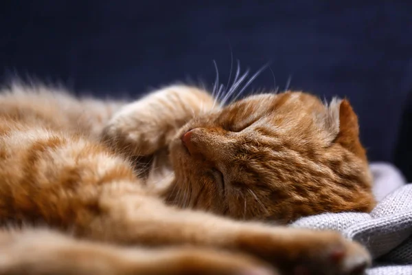 Bonito Escocês Dobra Gato Dormindo Casa — Fotografia de Stock