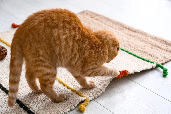 Cute Scottish Fold Cat Playing Home — Stock Photo, Image