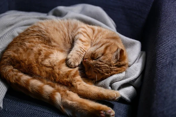 Schattig Scottish Fold Kat Thuis Slapen — Stockfoto