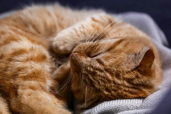 Carino Scozzese Piega Gatto Dormire Casa — Foto Stock