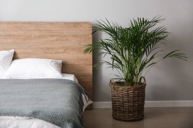 Odanın iç yeşil palmiye ile büyük yatak