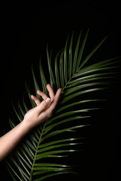 Kvinnelig Hånd Med Friskt Palmeblad Mørk Bakgrunn – stockfoto