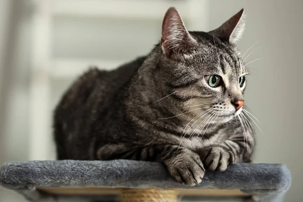 Schattige Kat Scratching Post Thuis — Stockfoto