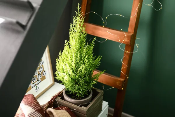 Lemon Cypress Tree Interior Room — Stock Photo, Image