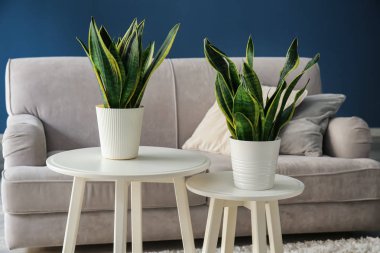 Modern oda içi yeşil houseplants