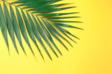 Renkli arkaplanda yeşil tropikal yaprak